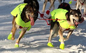 Iditarod dogs in style