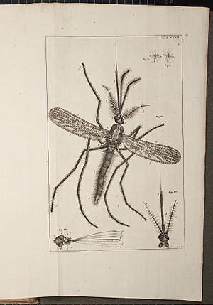 Illustration of a Mosquito from Historia Insectorum Generalis