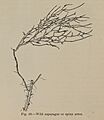 Imperial Valley settlers' crop manual (1911) (14782618445)