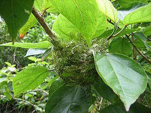 Japanese White-eye nest
