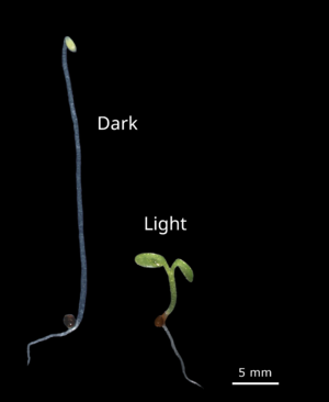 Keimlinge Arabidopsis D-light