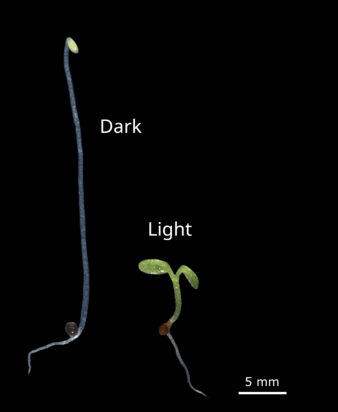 Keimlinge Arabidopsis D-light