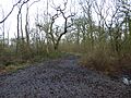 King's Wood, Corby 5