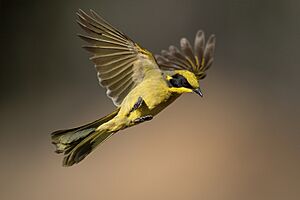 Lichenostomus melanops - Glen Alice