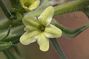 Lithospermum ruderale 4147f