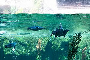 Little Blue Penguins at the Arctic Research Centre Christchurch