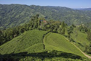 Lush Green Tea Gardens are what makes Ilam district popular.