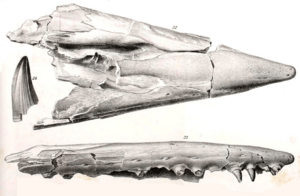 MCZ 4374 skull