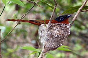 Madagascar paradise flycatcher (Terpsiphone mutata) nesting female