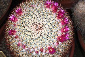 Mammillaria haageana haageana pm.JPG