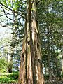 Metasequoia Glyptostroboides2