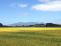 Mt Pirongia (6727)