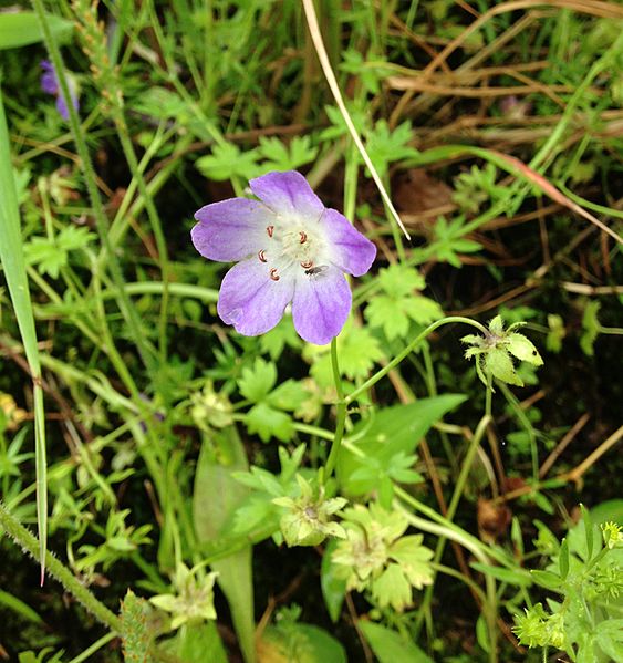 Nemophila phacelioides