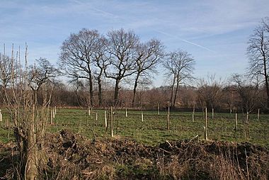 New afforestation looking into Rand Wood - geograph.org.uk - 329908