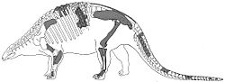 Nodosaurus textilis.jpg