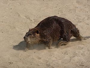 North American beaver on bank of the Kern River