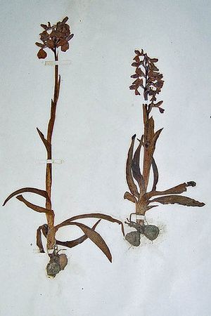 Orchis morio (Green-winged Orchid) Specimen in Derby Museum herbarium