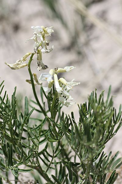 Osterhout Milkvetch (5715872143)