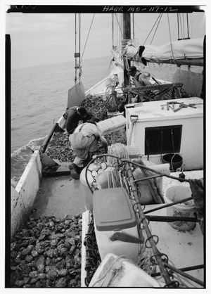 PORT BASKET EMPTIED AND OYSTERS HAND SORTED - KATHRYN-Two-sail Bateau "Skipjack", Dogwood Harbor, Chesapeake Bay, Tilghman, Talbot County, MD HAER MD,21-TILG.V,1-12