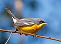 Parula pitiayumi -Piraju, Sao Paulo, Brazil-8