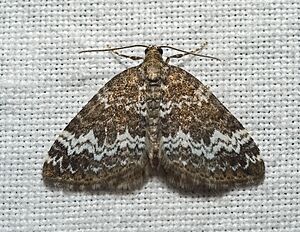 Perizoma alchemillata02