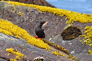 Pigeon Guillemot on Buldir Island by Katherine Robbins USFWS