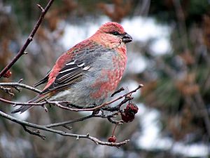 Pine grosbeak17g