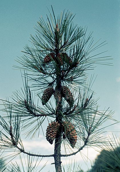 Pinus attenuata BLM7