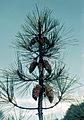 Pinus attenuata BLM7