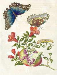 Plate 9, Maria Sibylla Merian's Metamorphosis Insectorum Surinamensium (1730)