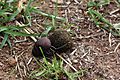Plum dung beetle (Anachalcos convexus) 4 of 4