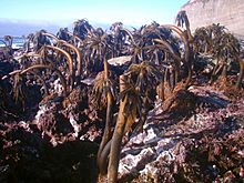 Postelsia palmaeformis 2