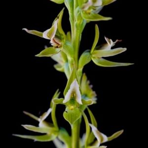 Prasophyllum montanum.jpg