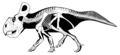 Protoceratops andrewsi skeletal