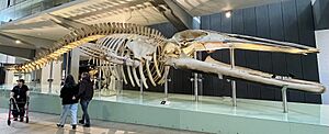 Pygmy Blue whale skeleton.jpg
