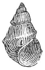 Pyrgulopsis nevadensis shell