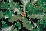 Quercus macrocarpa USDA