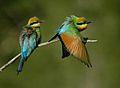Rainbow Bee-eaters Juffs
