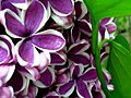 Royal Botanical Gardens Lilac Celebration