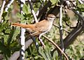 Rufous-tailed scrub robin