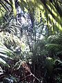 Sago (Metroxylon sagu) in New Guinea