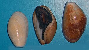Scaphander lignarius 001