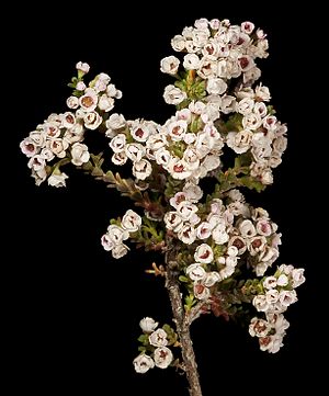 Scholtzia parviflora - Flickr - Kevin Thiele (1).jpg