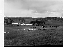 Sheep Station at Bungaree(GN08613)