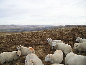 Sheep and Moorland - geograph.org.uk - 1166179