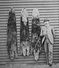 Skins of sea otters 1892 left