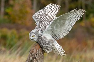 Snowy owl Wings 212