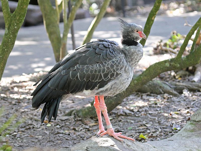 Southern Screamer RWD2