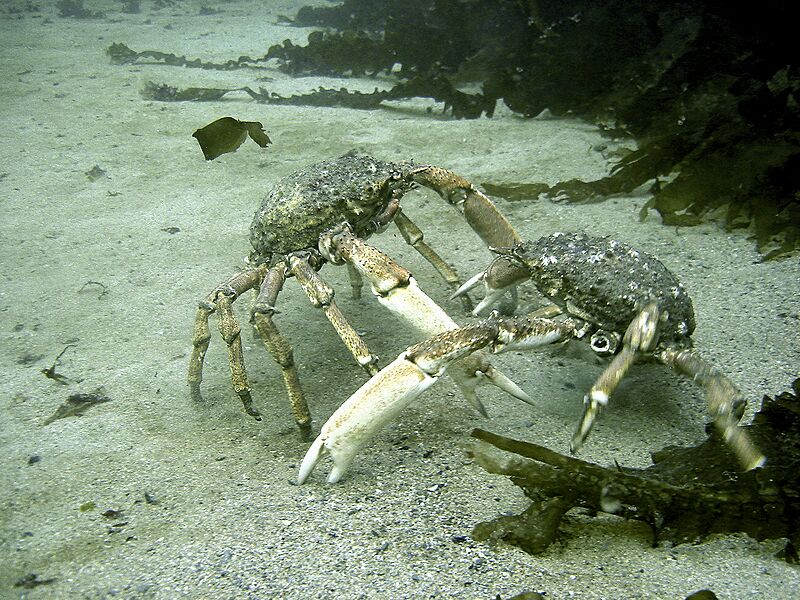Spider Crabs Fighting
