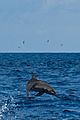 Spinner Dolphin Indian Ocean 07-2017